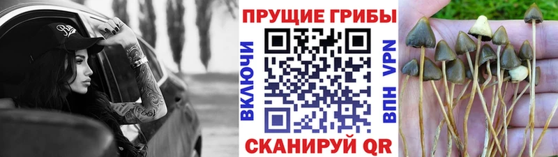 цены наркотик  Сарапул  Галлюциногенные грибы мицелий 